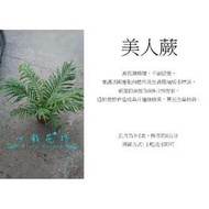 心栽花坊-美人蕨，富貴蕨/3吋/蕨類/觀葉植物/綠化植物/售價50特價40