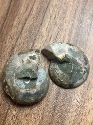 風水 招財 斑財螺 菊石 玉化螺化石擺件 兩件95折 三件9折 UT142-132031 斑彩螺