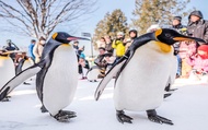 Asahiyama Zoo & Forest Terrace Day Tour from Sapporo: Penguin Parade + Shiki Sai Sleigh Land or Otar