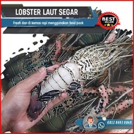 Lobster Laut Besar 1Kg 250-350 Gram/Lobster Pasir/Lobster Laut Best