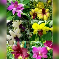 tanaman hias anggrek dendrobium - bunga anggrek - anggrek dendrobium