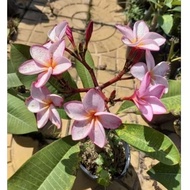 Dwarf pink porcelain plant, drunk flowers