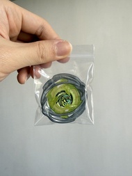 (美版限定) Beyblade X Hover Wyvern 美版飛龍 薯片龍 全新未打 爆旋陀螺