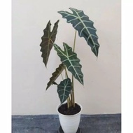 tanaman hias keladi Amazon - calladium tengkorak