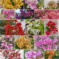 1/2 : Keratan Cutting Bunga Kertas Bougainvillea Bougainvilla sanggul chitra monduring sufia ekor si