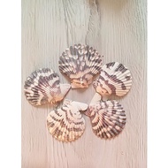 Butterfly Lovers Sea Shell Aquarium