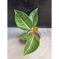 aglonema tiara black