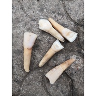 Niuya Three Big Teeth Door Teeth Real Bone Specimen 9.9 Teaching Accessories Bull Sky Landscaping De