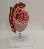 Testicular anatomical model organs dissection medical teaching interpretation