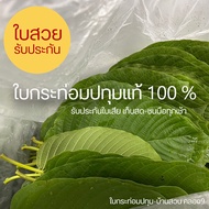 ใบกระท่อม (Kratom) กระท่อมสวนลุงชาญ ปทุมธานี-คลองเก้า รับประกันสด ชนมือทุกเช้า ขนาด 5 ขีด (ครึ่งโล)