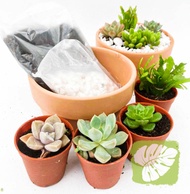Succulent DIY KIT/ Cactus DIY KIT IOB