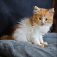 Kitten Persia Anak Kucing Persia Oren Putih Lucu