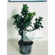 GNC - Ixora Yellow Live Plant Pokok Jarum Kuning Outdoor Hiasan Landscape 密花龙船花