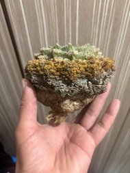 老家養定超小尤龜甲牡丹