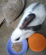 2kg makanan kelinci citrafeed Vita rabbit food