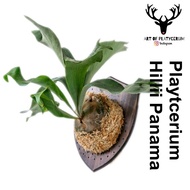 JOHOR READY STOCK Art Of Platycerium Hillii Panama Tanduk Rusa Staghorn Fern 鹿角蕨