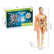 Human Body Anatomy Model Learning Human Body Anatomy