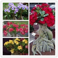 desert rose seeds Desert Rose Seeds Four Seasons Easy to Grow Indoor Balcony Courtyard Potted Plant 