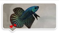 Betta Alien Hybrid betta