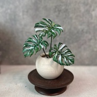 白斑龜背芋－手工革製小盆栽 送禮