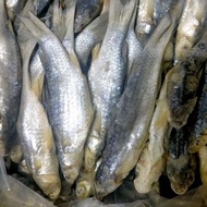 IKAN KEDERA (BELANAK)