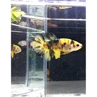 Yellow Koi Betta 🐟 Limited betta 🔥Junior Giant