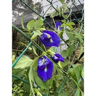 ANAK POKOK BUNGA TELANG UNGGU BERLAPIS (CLITORIA TERNATEA)