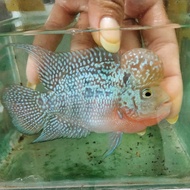 IKAN LOUHAN SRD / CENCU [TERBARU[TERLARIS[ORIGINAL[ASLI]