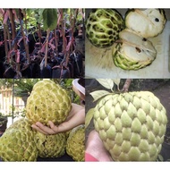 Pokok Nona vietnam hybrid pokok rendah buah sedap