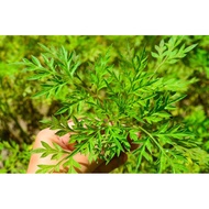 35 Seeds of Kenikir Vegetable Seeds, Lalap Vegetable Kenikir Seeds, Superior Quality Vegetable Kenik