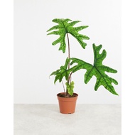 Alocasia 'Jacklyn' - Indoor Plant
