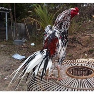 Joss Telur Ayam Petarung Aduan Bangkok Ekor Lidi Fertil Untuk