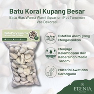Large Kupang Coral Stone 8kg | Aquarium STONE | Garden Stone | Pot Decoration | Ready to Use