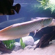 ikan arwana silver brazil big size tankmate aquascape