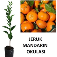 bibit jeruk mandirin bibit tanaman jeruk mandarin okulasi lebih cepat berbuah