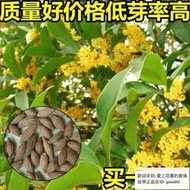 新采桂花種子桂花樹種子金桂丹桂沉香桂朱砂桂四季桂花種桂花籽