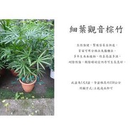 心栽花坊-細葉觀音棕竹/1呎4盆/觀葉植物/室內植物/綠化植物/售價1800特價1500