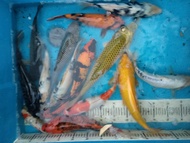 Ikan koi lokal dan import