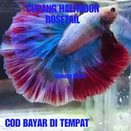 Ikan cupang halfmoon rosetail grade A bukan bluerim avatar koi nemo ga