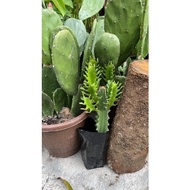 Cactus Euphorbia dalam polybag
