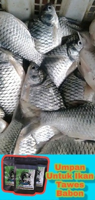 BISA COD Umpan Untuk Mancing Ikan Tawes Liar Paling Ampuh