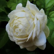POKOK BUNGA MELUR SUSUN HARUM & WANGI / MELUR ROSE / JASMINUM SAMBAC GRAND DUKE TUSCANY