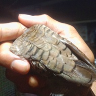 Burung perkutut lokal katuranggan kidang kencono