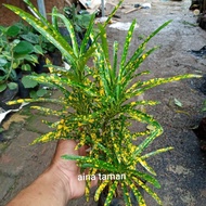 Pohon Puring Teri-Tanaman Puring Teri