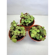 Green Callisia Indoor Plant with Pot (5.5cm pot)