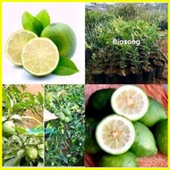 ♞,♘High quality seeds BIASONG  (7 PIECES )