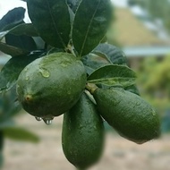 BIBIT TANAMAN BUAH JERUK LEMON TEA-BIBIT LEMON LONG TEA-BIBIT LEMONTEA