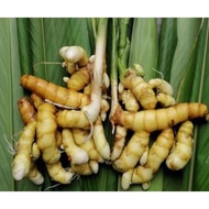 TEMULAWAK FRESH UBI TEMU MANGGA/PAUH / TEMU AWET MUDA TEMULAWAK IBU BERPANTANG 100G