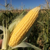 15  Benih Jagung Manis BONANZA F1 -MG
