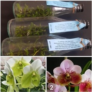 Bibit anggrek botol vanda